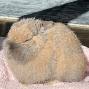 Meet your Posher, Avery